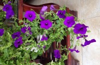 IMG_3929 IMG_3929