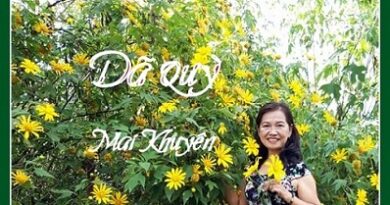 DÃ QUỲ của Mai Khuyên DÃ QUỲ của Mai Khuyên