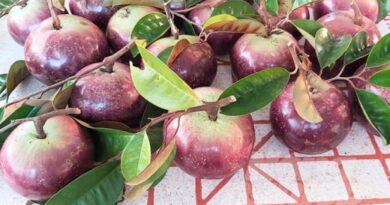 Vú sữa Mica không mủ, chịu mặn ở Chợ Lách Vú sữa Mica không mủ, chịu mặn ở Chợ Lách